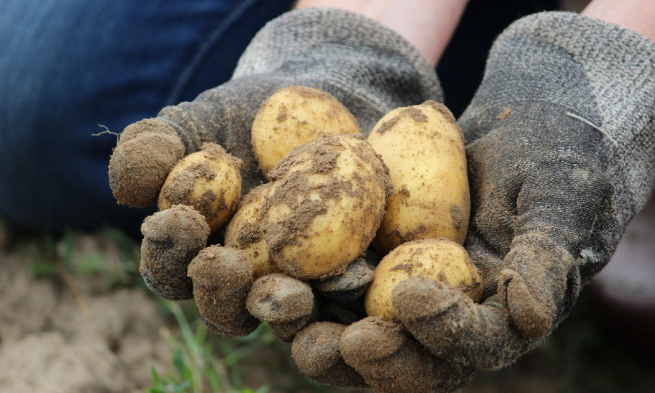 Krompir postao hrana za bogate, za samo godinu dana cena mu u Srbiji skočila skoro 300 odsto