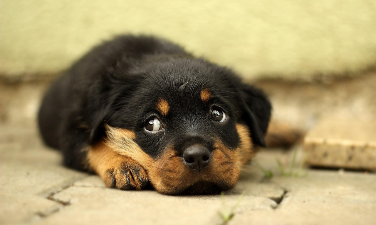 Da li ste znali da FOTOGRAFIJE BEBA ŽIVOTINJA pozitivno utiču na raspoloženje i ULEPŠAVAJU NAM MISLI
