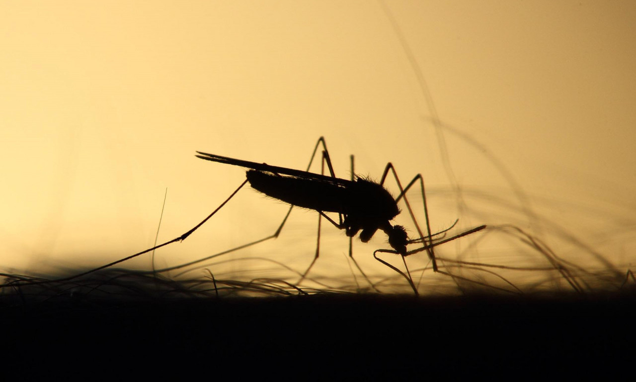 Prijavi komarca - da li znate da postoji otvorena linija za prijavljivanje povećanog prisustva malih "krvopija"
