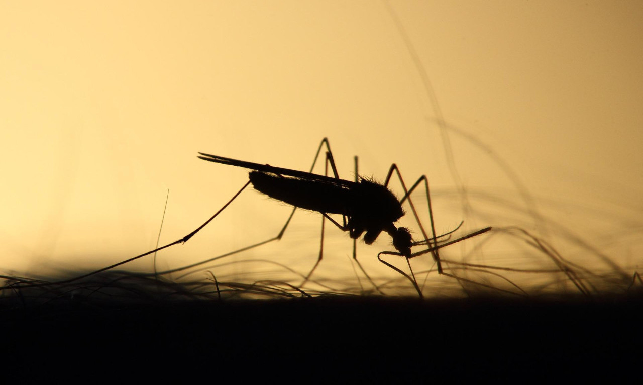PRVI PUT U ISTORIJI Komarci viđeni na Islandu, nešto se opasno dešava na planeti Zemlji