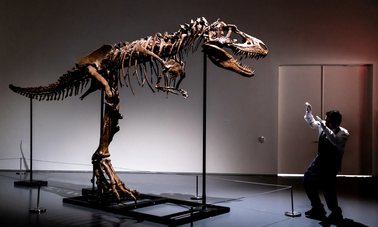 Kostur dinosaurusa iz privatne kolekcije stavljen na prodaju, cena - PRAVA SITNICA