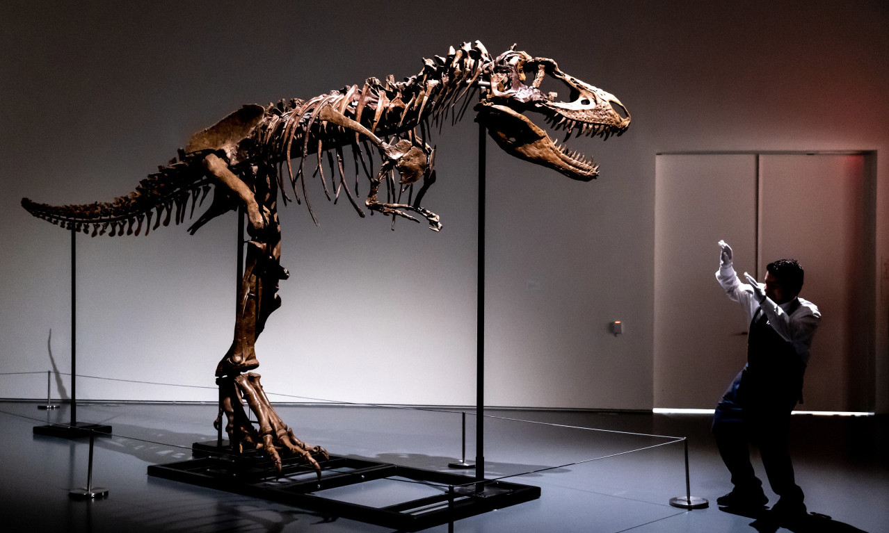 Kostur dinosaurusa iz privatne kolekcije stavljen na prodaju, cena - PRAVA SITNICA