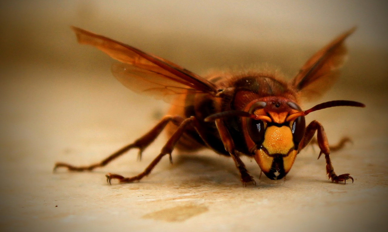 Stiglo je PROLEĆE, bude se STRŠLJENI, ose i PČELE: Šta raditi POSLE UJEDA insekata?