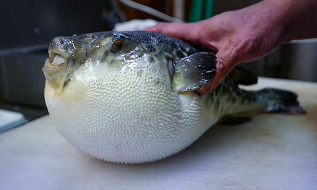 Riba SMRTONOSNIJA OD CIJANIDA pliva u Jadranu,  a u Japanu je i dalje SPECIJALITET