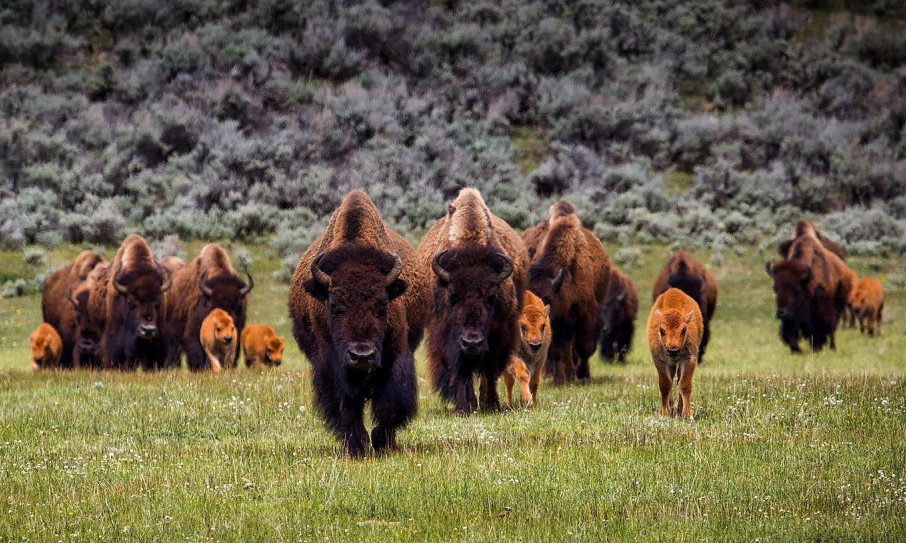 Divlji bizoni će posle 1.000 godina ponovo slobodno tumarati Britanijom
