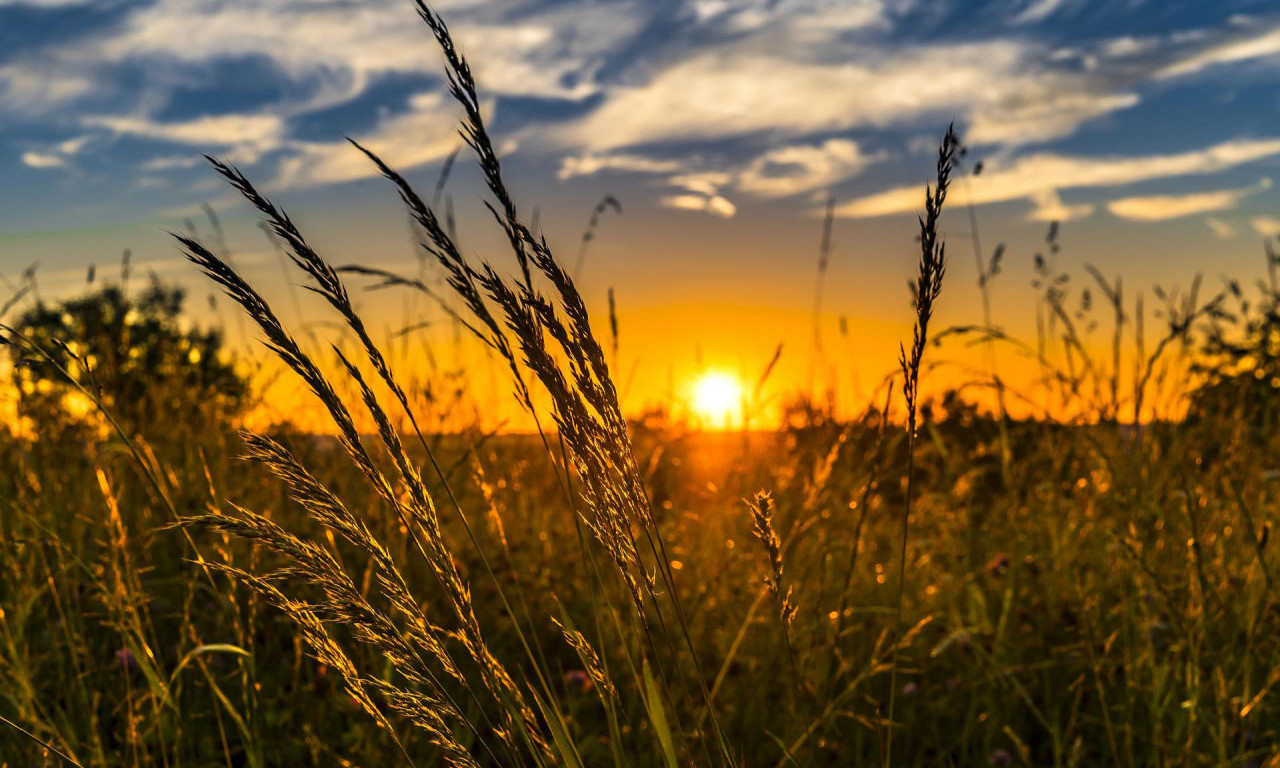 Pomoć za RATARE: Vlada odobrila OTKUP 200.000 tona pšenice