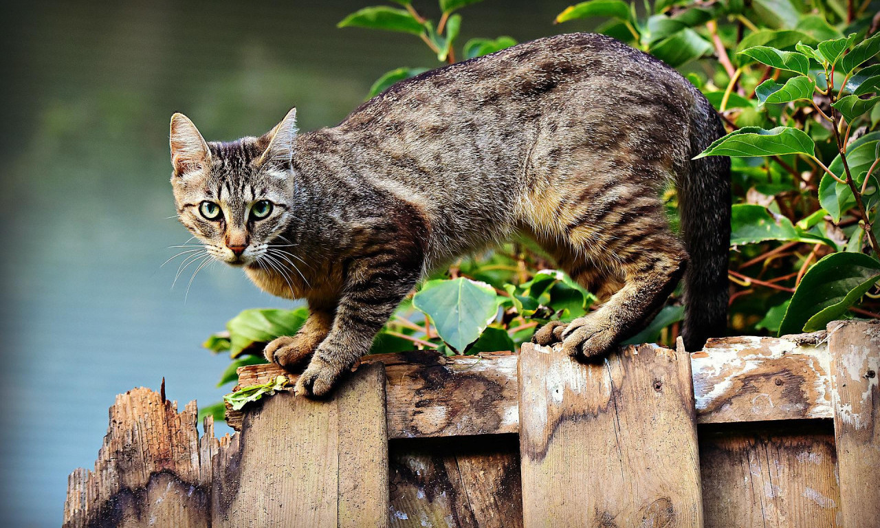 Mačke KLJUČNI SVEDOCI - ne govore, ali poseduju neoborive dokaze