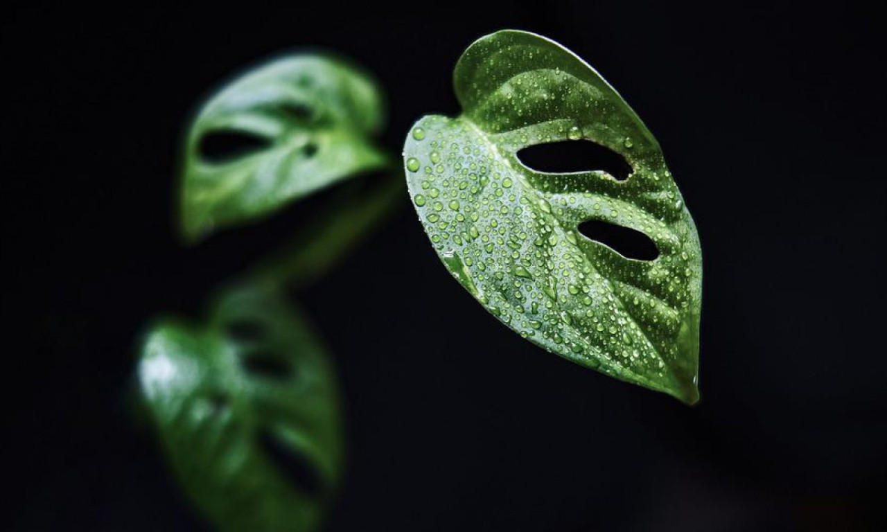 Ove DVE BILJKE ni za živu glavu ne držite u kući, one su ENERGETSKI VAMPIRI