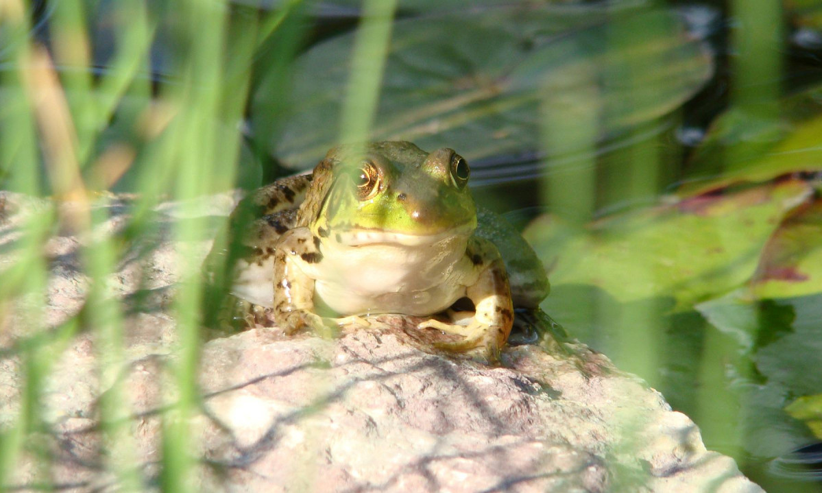 Porodica OTVORILA PAKOVANJE "trostruko opranog" organskog spanaća, a u njemu - ŽIVA ŽABA
