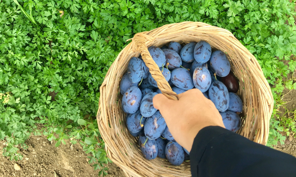ŠLJIVE SU PRAVO LETNJE BLAGO Evo ko bi trebalo da ih jede češće, ali i kada treba biti oprezan