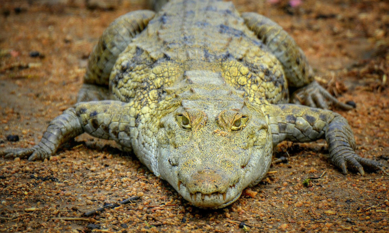 Provokacija LONDONSKOG ZOO VRTA - smislili originalan način za skretanje pažnje na UGROŽENE VRSTE