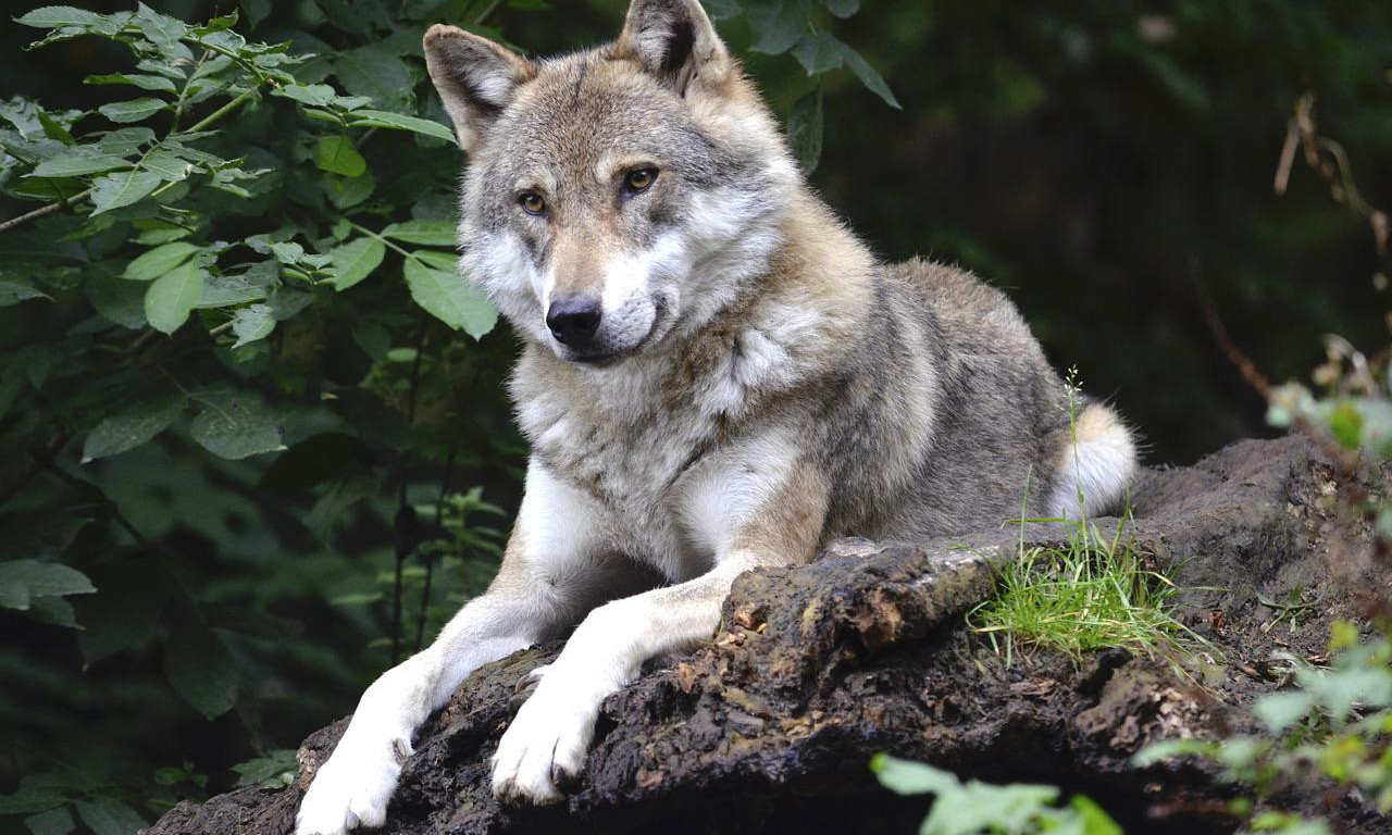 Kako je 14 vukova zauvek promenilo sudbinu Nacionalnog parka Jelouston