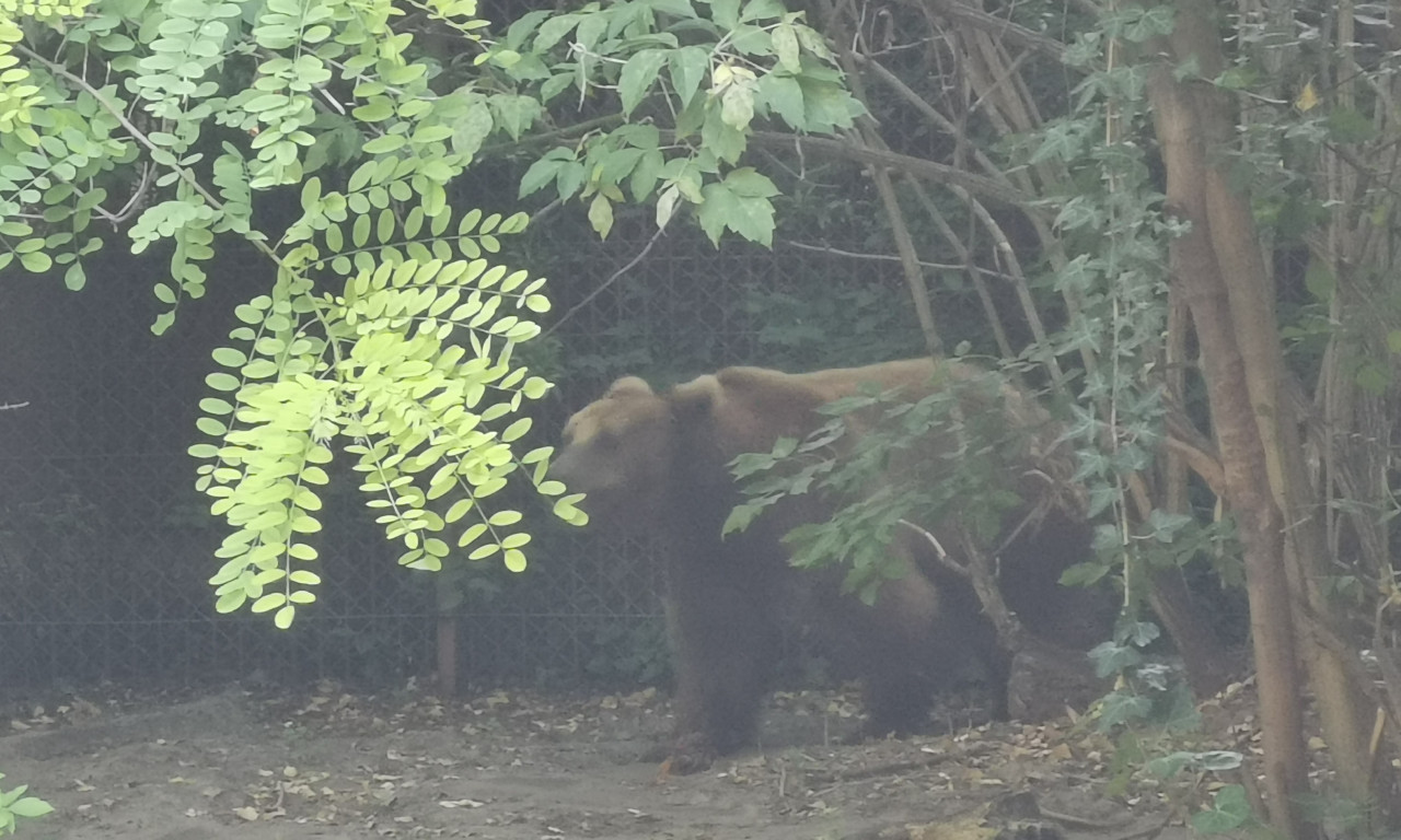 FENSI medvedi s Golije: Radun i Mališa dobili GPS ogrlice