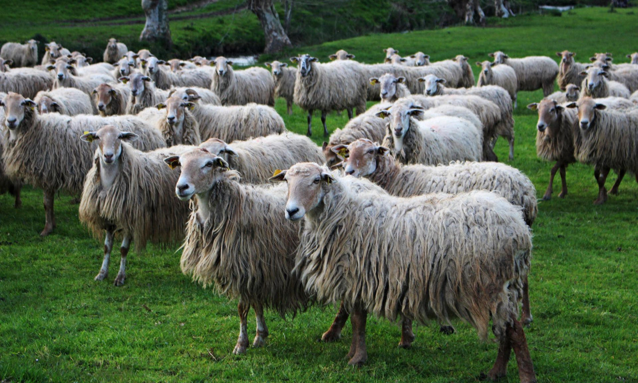 Stado sito, a koze i ovce na broju - u Barseloni koriste STARI METOD ZAŠTITE OD POŽARA