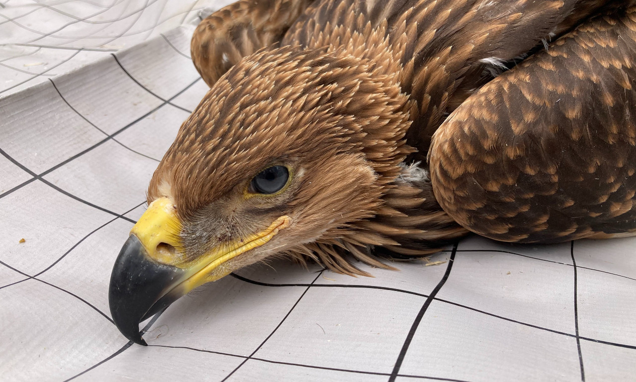 SRPSKI ORAO UHVAĆEN U LIBANU I PRODAT U SIRIJU Evo šta se dešava sa mladim krstašem Feliksom (FOTO)