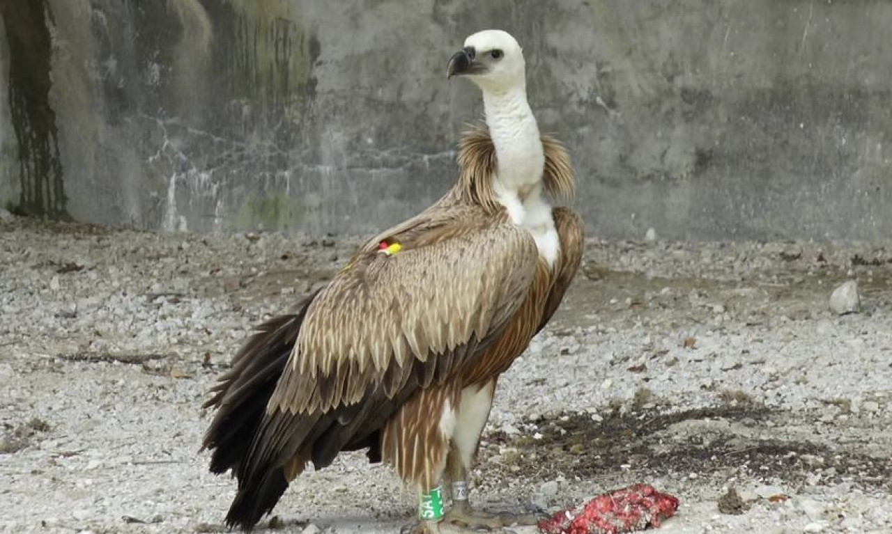 TESLA I JEFIMIJA su ponovo zajedno - LUTALA JE po Bliskom istoku i Saudijskoj Arabiji, pa se vratila KUĆI NA UVAC