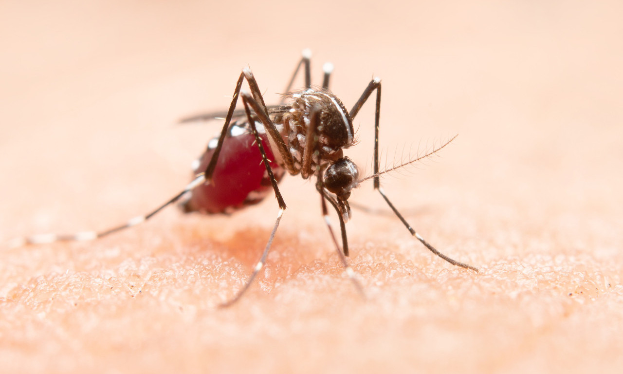 OPASAN VIRUS STIGAO DO VOJVODINE! Zaraza se širi Srbijom, oglasili se stručnjaci (VIDEO)