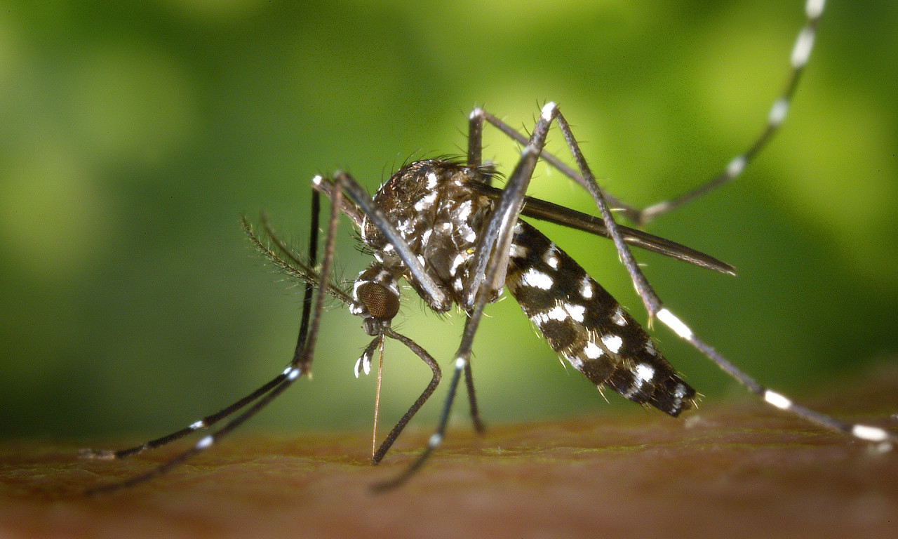 VIRUS ZAPADNOG NILA STIGAO I DO BEOGRADA: Zaražen komarac pronađen u ovoj opštini - stručnjaci dali upozorenje!