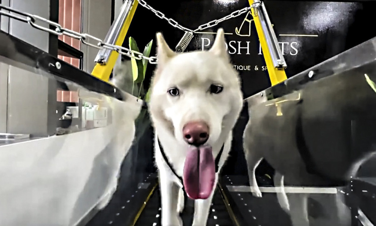 PASJI ŽIVOT 2.0: Ljubimci bogatih Arapa vežbaju u KLIMATIZOVANIM TERETANAMA