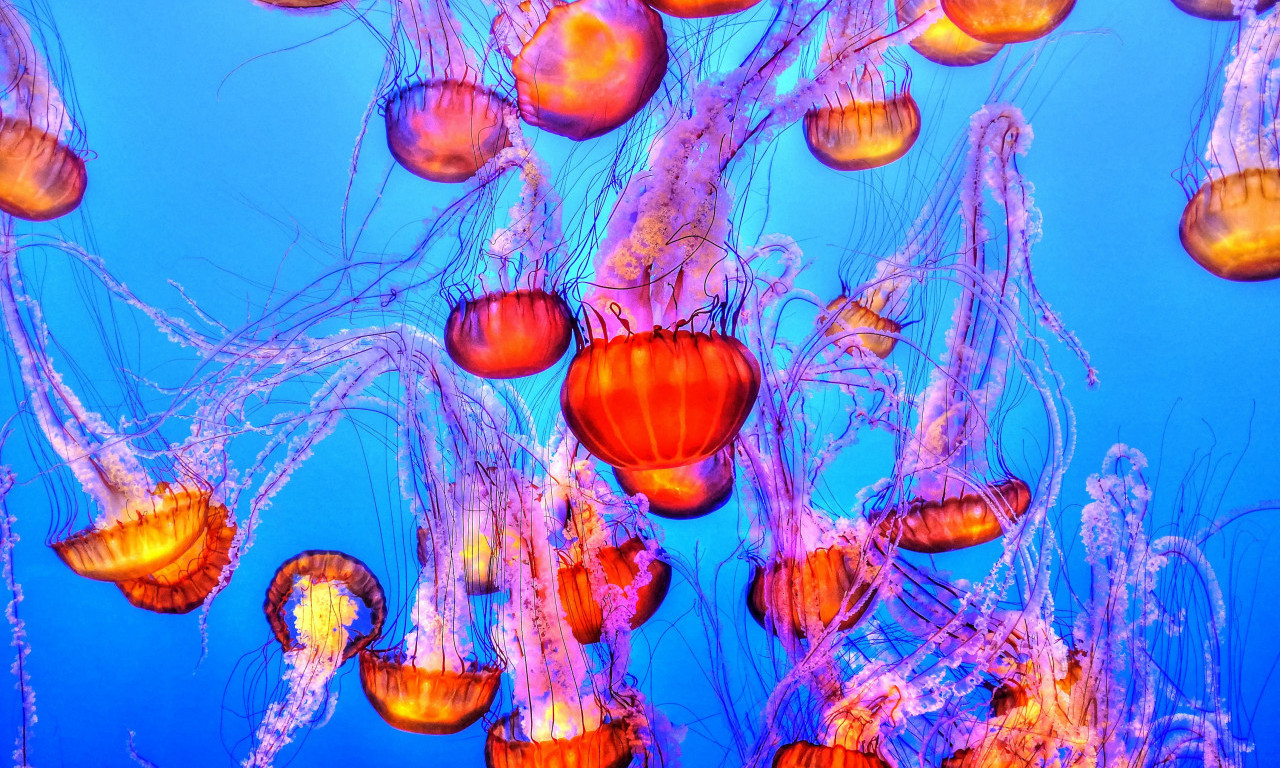 Korak do VEČNE MLADOSTI:  DNK besmrtne meduze - novi metod u borbi PROTIV STARENJA