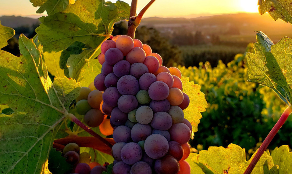 Vlada će nastaviti da podržava vinare, budžet za POLJOPRIVREDU u narednoj godini rekordan