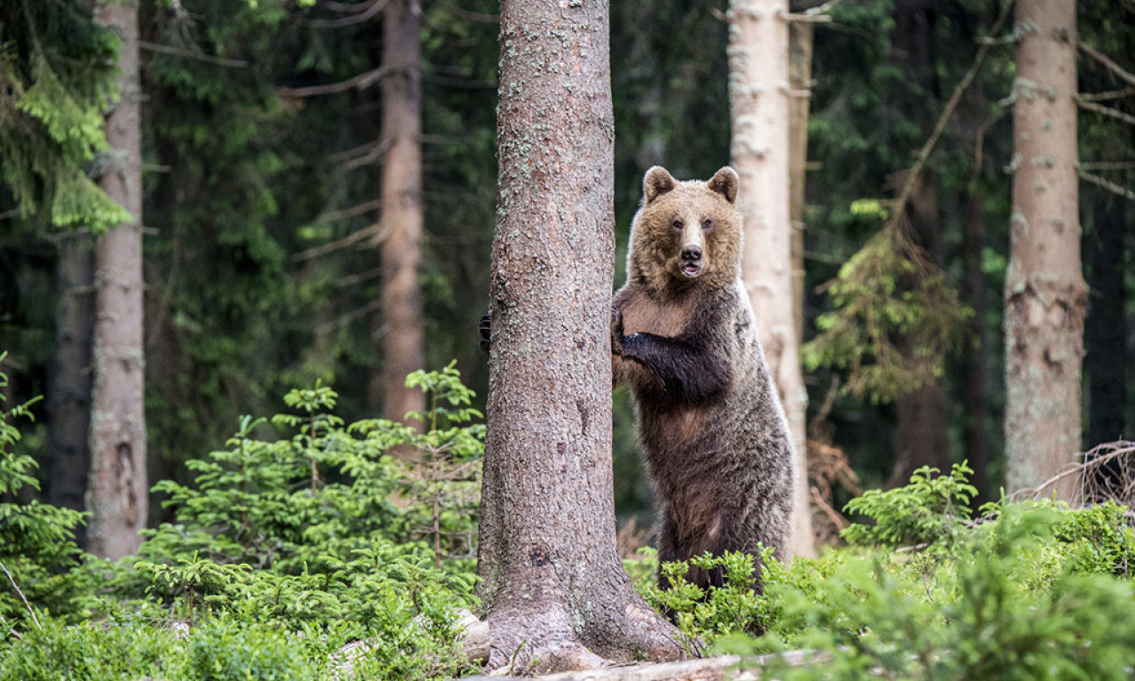 STRAVIČAN NAPAD ZVERI NADOMAK SRBIJE Životinja izlomila čoveka usred šume, ima teške povrede