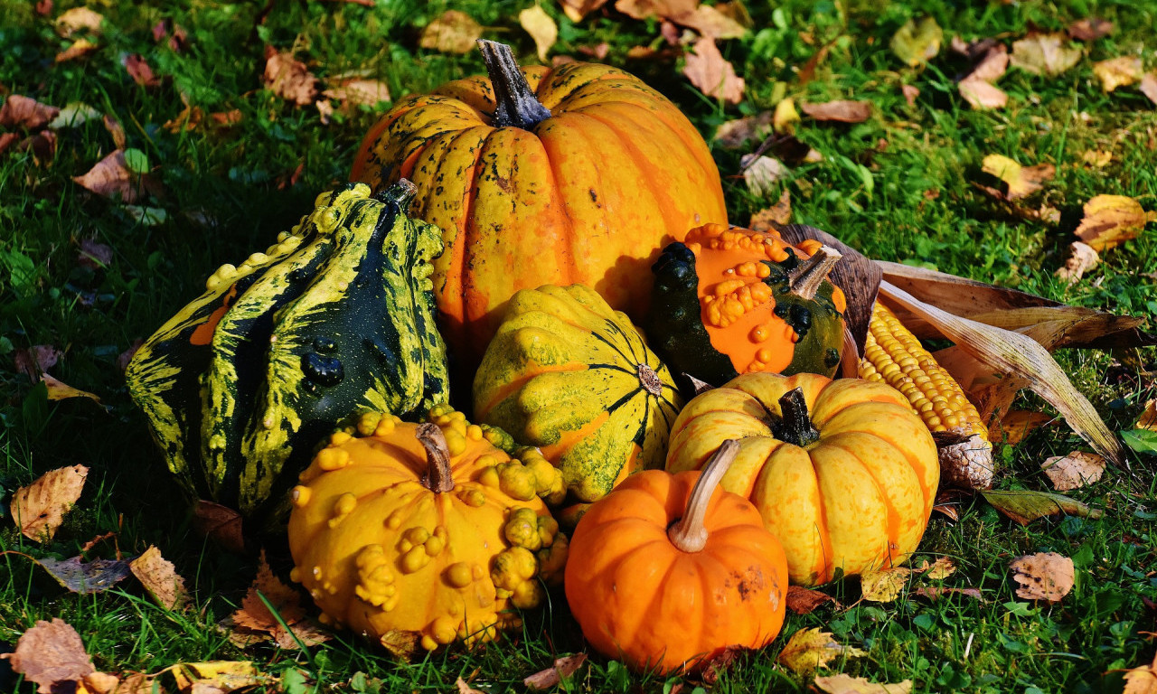 DANI LUDAJE od 15. do 18. septembra U KIKINDI, gosti Jovan Kolundžija, Zdravko Čolić, Van Gogh...