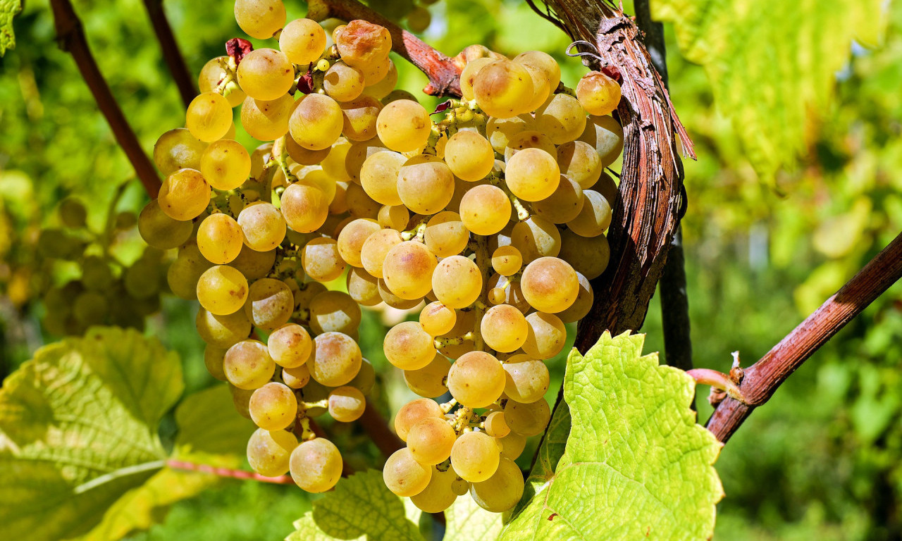 DA LI STE ZNALI DA SE NAJREĐE BELO VINO PRAVI U SRBIJI? Ova sorta grožđa je skoro zaboravljena, a sad je svi obožavaju