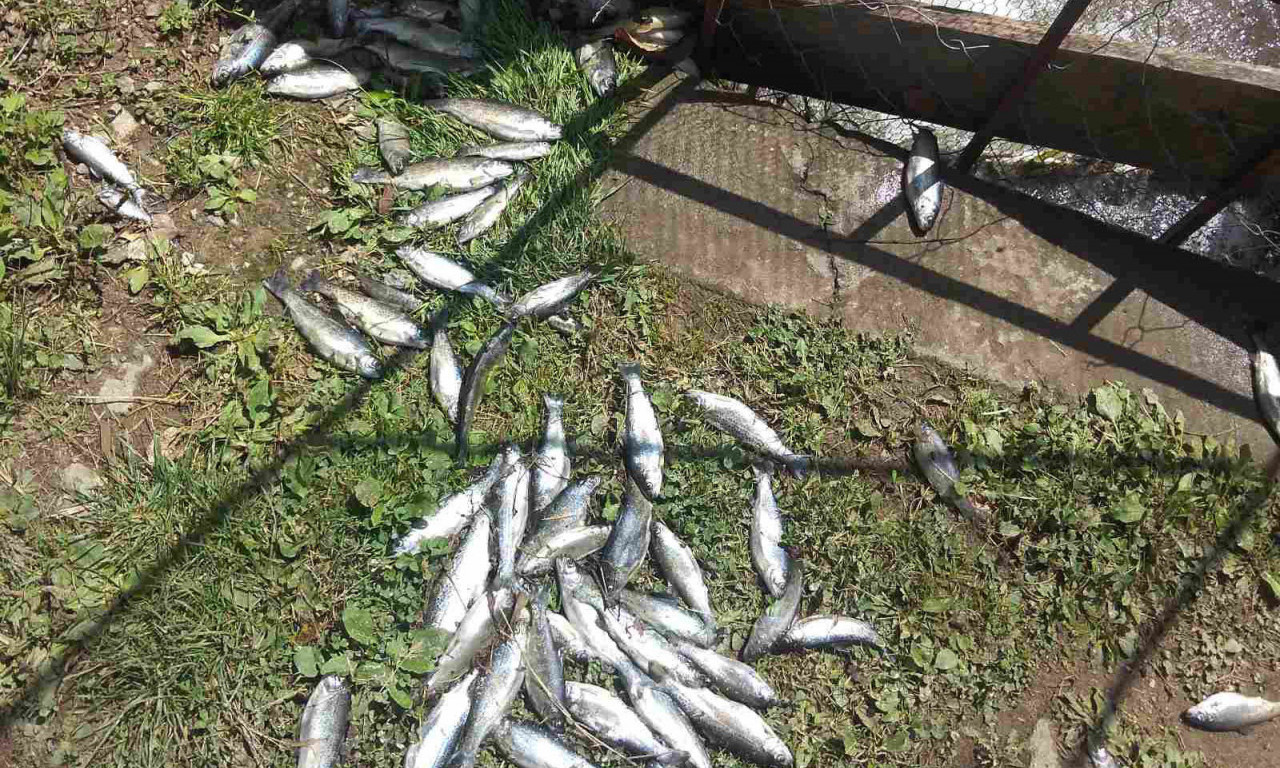 Ekološka KATASTROFA u Trgovištu: Izlivao BETON U RIBNJAK, POBIO 13.000 riba i napravio MILIONSKU štetu