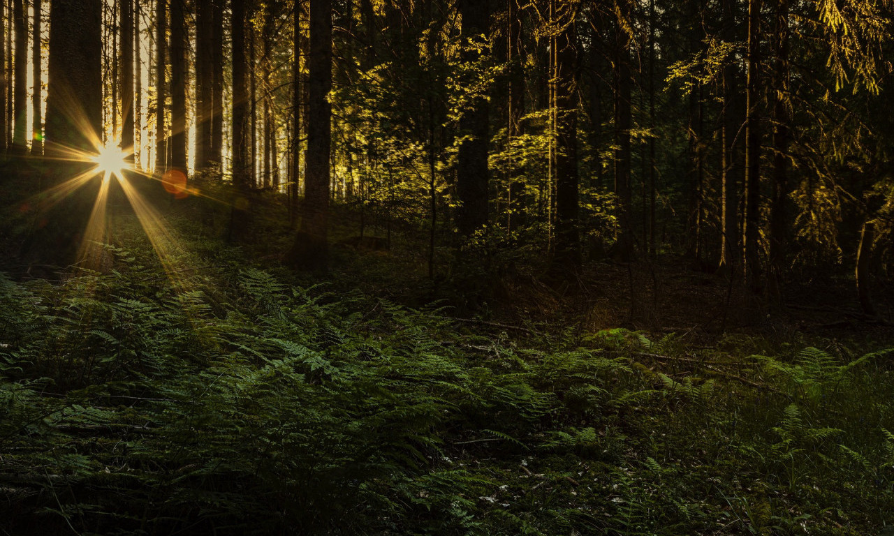 ZASTRAŠUJUĆ PRIZOR U SRPSKOJ ŠUMI Oči zasijale u mraku, a onda iz čista mira sve nestalo u trenutku (VIDEO)