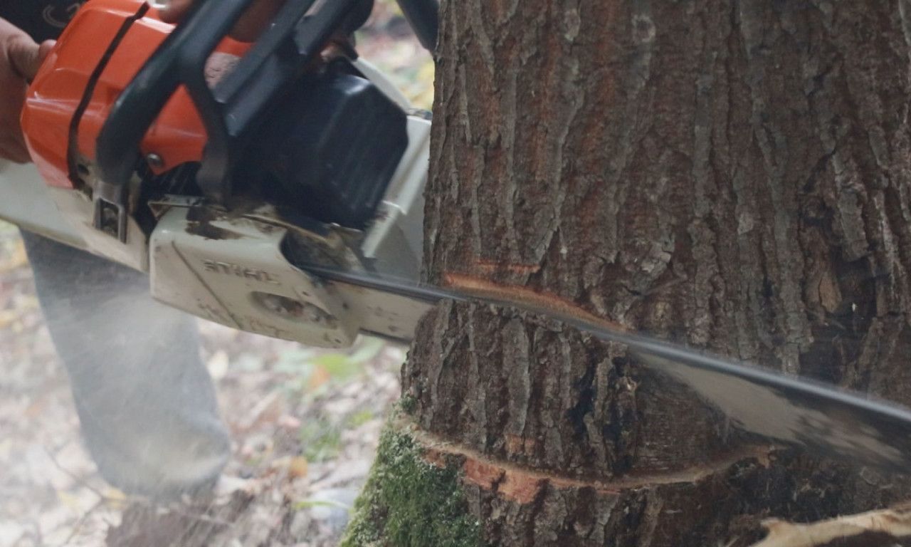 POSEKLI DEVET HEKTARA ŠUME U CRNOJ TRAVI Oštetili državu i privatna lica za 1,2 miliona dinara