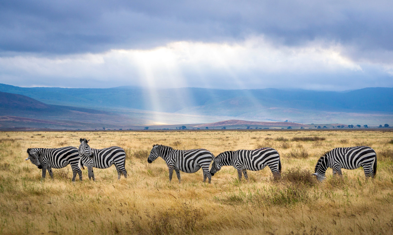 Čist LUKSUZ: Ovo je NAJSKUPLJI SAFARI na svetu i DOSTUPAN je za samo 10 osoba