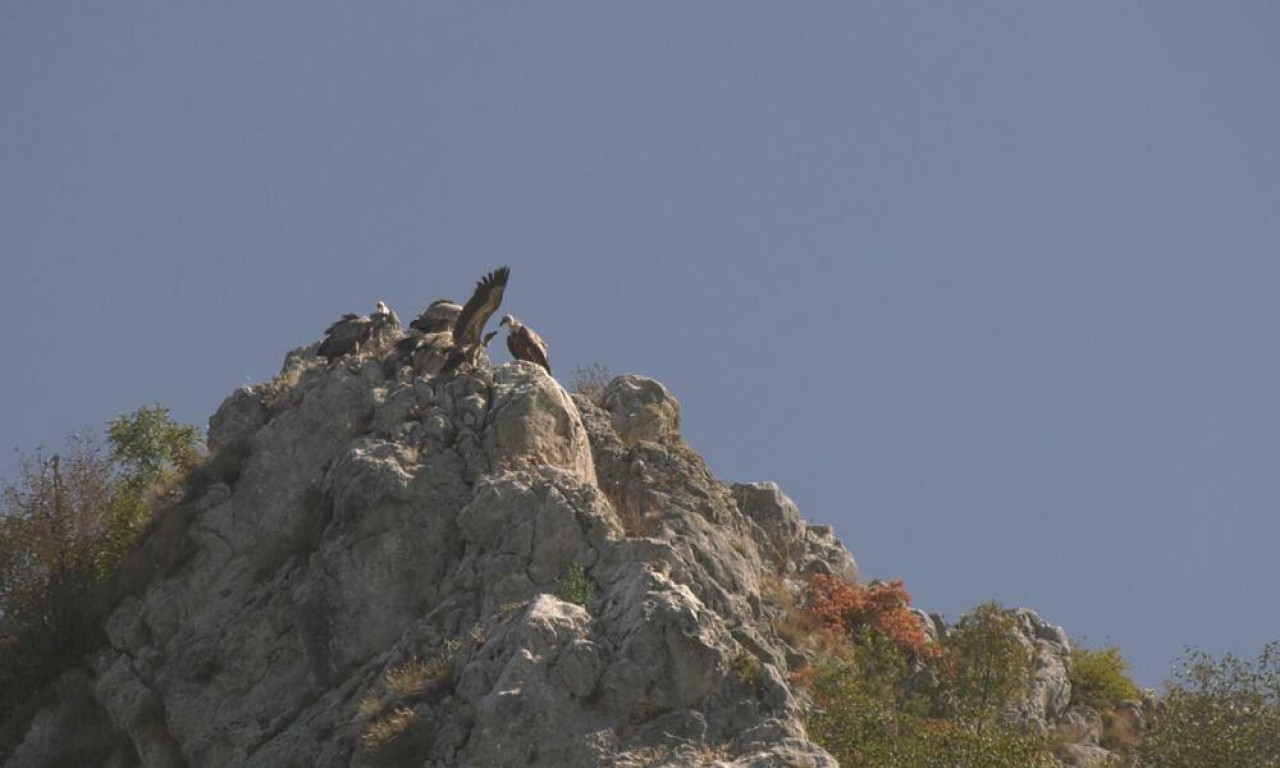 Neka se zovu SREĆKO i ŽIVOTA: 2 beloglava supa za dlaku izbegla SMRT kod Prijepolja
