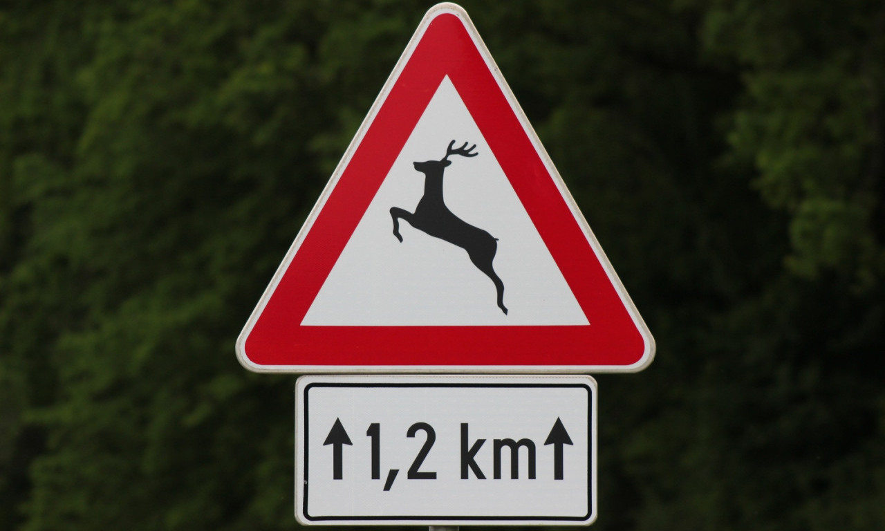 JELEN kao da je maneken - PROŠETAO ulicama PRIBOJA