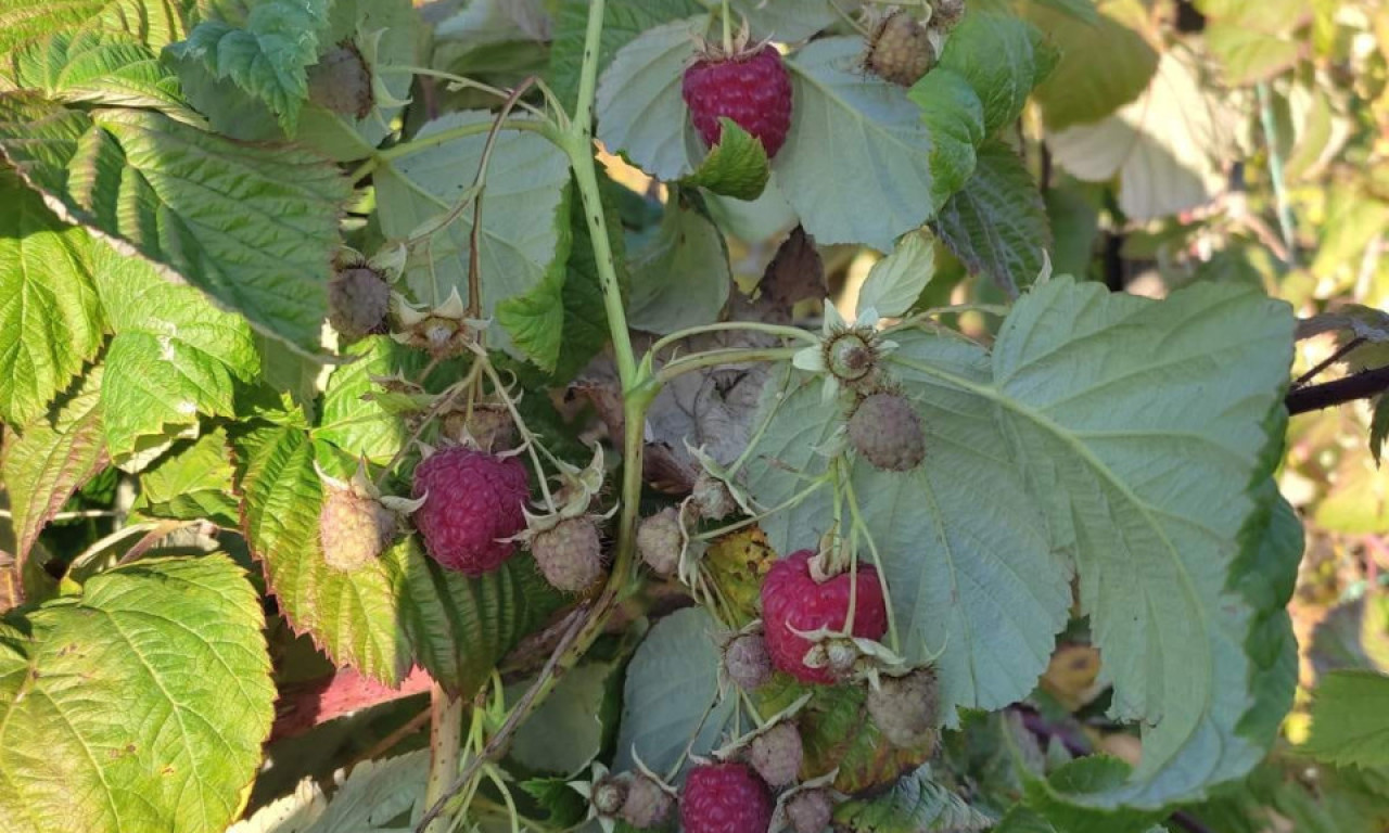 Uoči početka berbe ariljski malinari nezadovoljni: Evo šta predlažu i koja je poruka Vladi