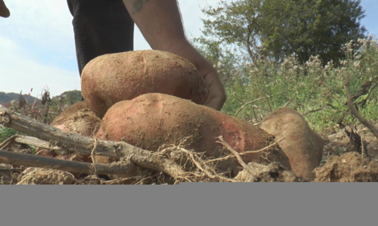 Da, to ima samo u SRBIJI - na planinama Mučanj i Javor rodio KROMPIR težak više od 2 kg