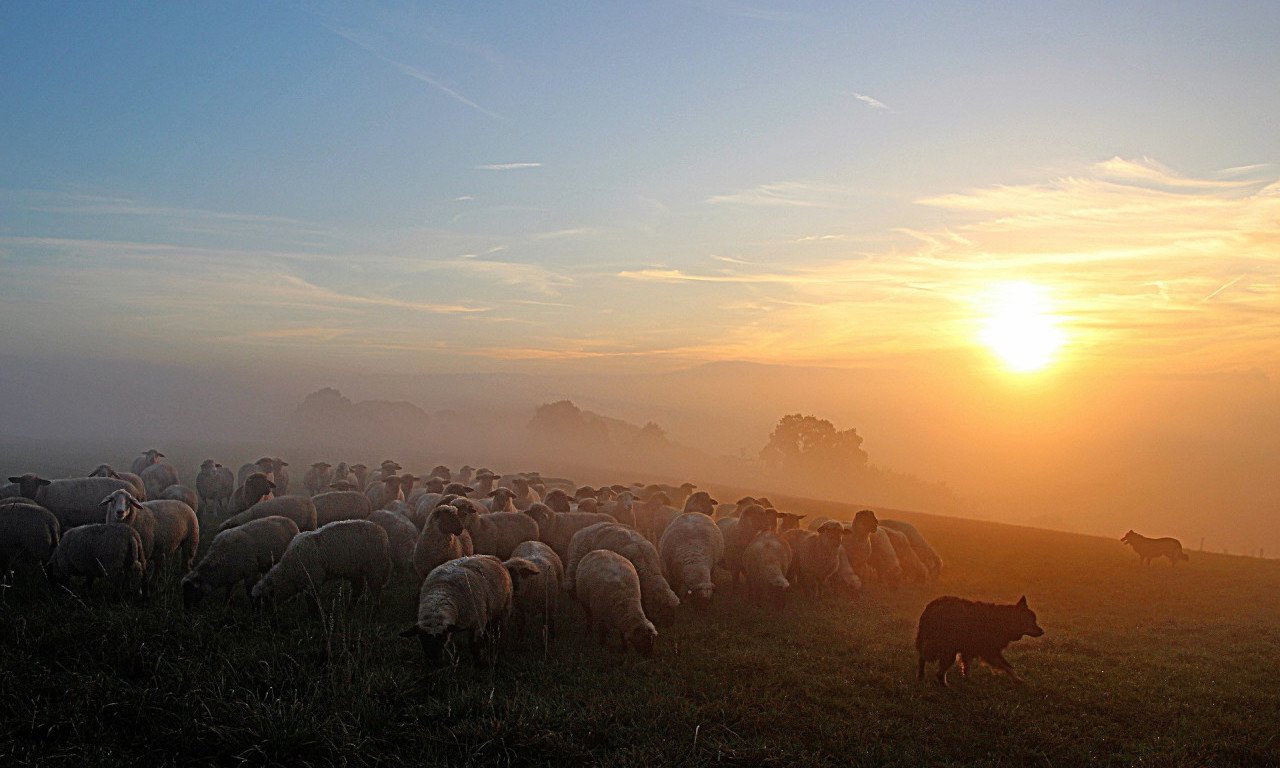 Za unapređenje stočnog fonda, pomoć govedarstvu, ali i kozarstvu izdvojeno 427.000 evra