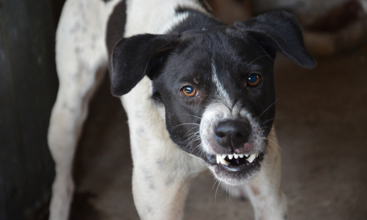 Psi lutalice NAPALI ŽENU na Zvezdari, prevezena u Urgentni centar