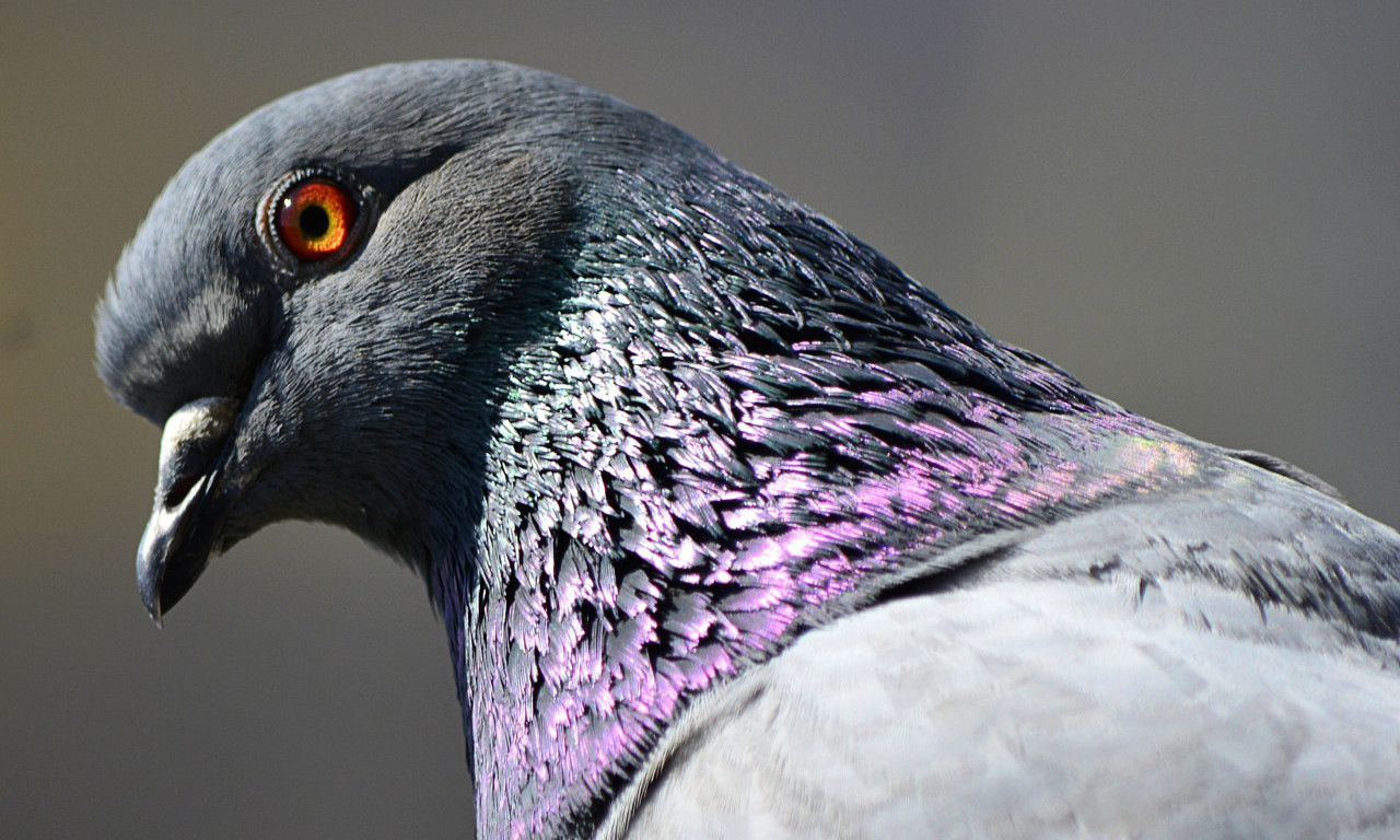 Vlasnik zamalo DOŽIVEO srčani udar: GOLUBOVI mu u STANU napravili ŠTETU od 17.000 evra - ove FOTKE je TEŠKO GLEDATI
