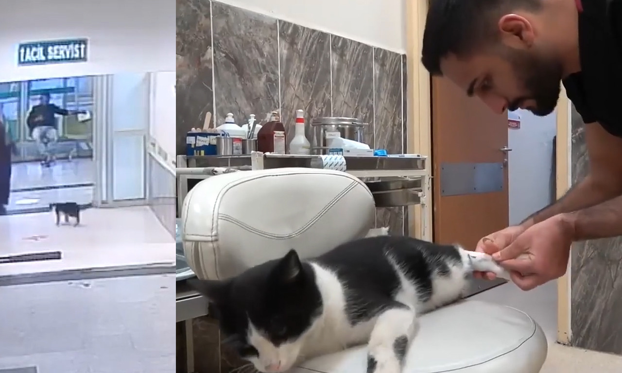 Povređeni mačak UŠETAO U BOLNICU, a onda je REAGOVALA HITNA pomoć