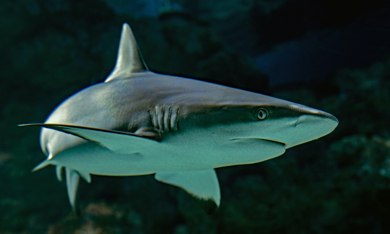 AJKULA U BUDVI OD 200 KILA! Dugačka je 3 metra, evo ko JU JE UHVATIO I GDE! (FOTO)