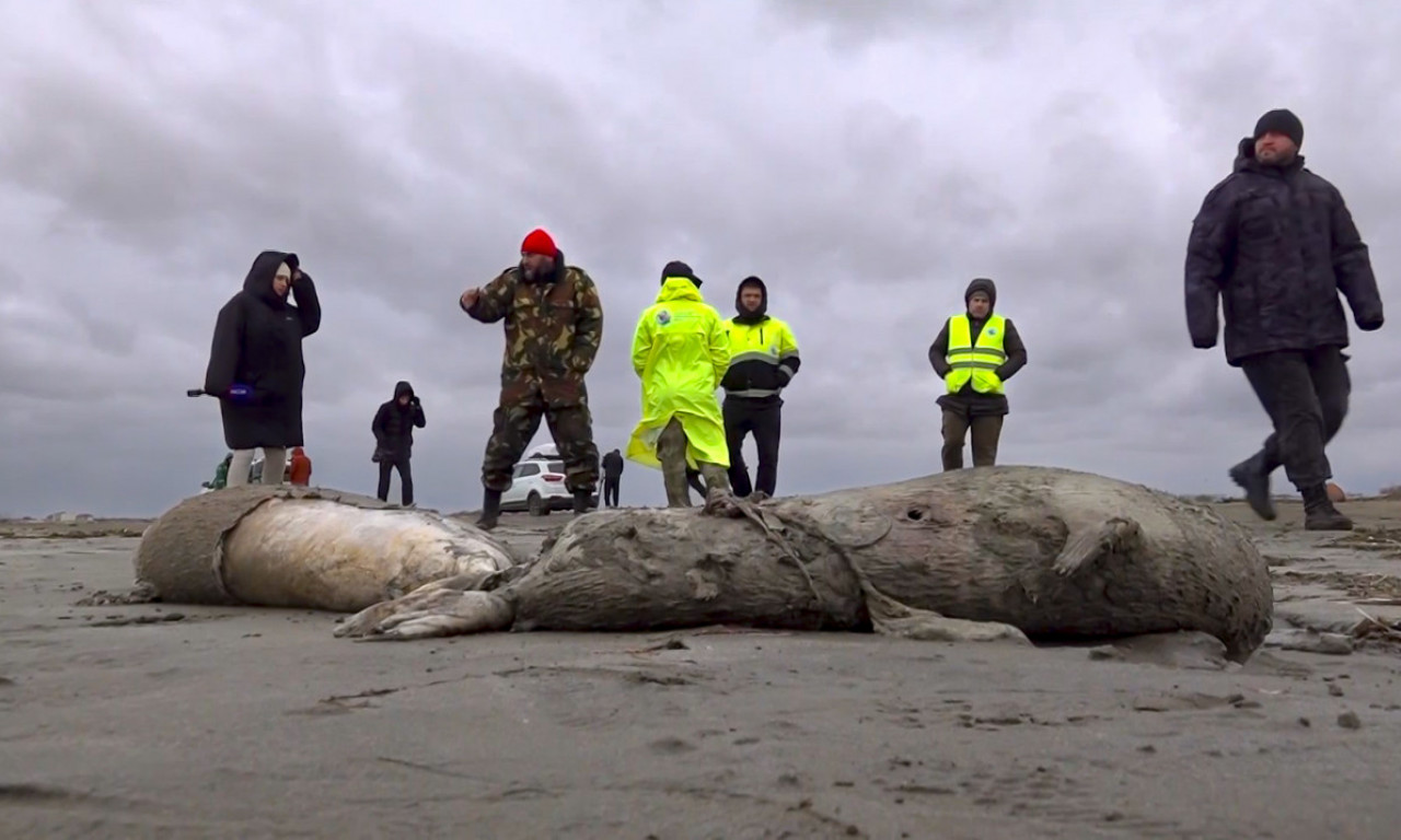 Tužna slika i TUŽNA REALNOST: Uginulo najmanje 1.700 foka na Kaspijskom jezeru