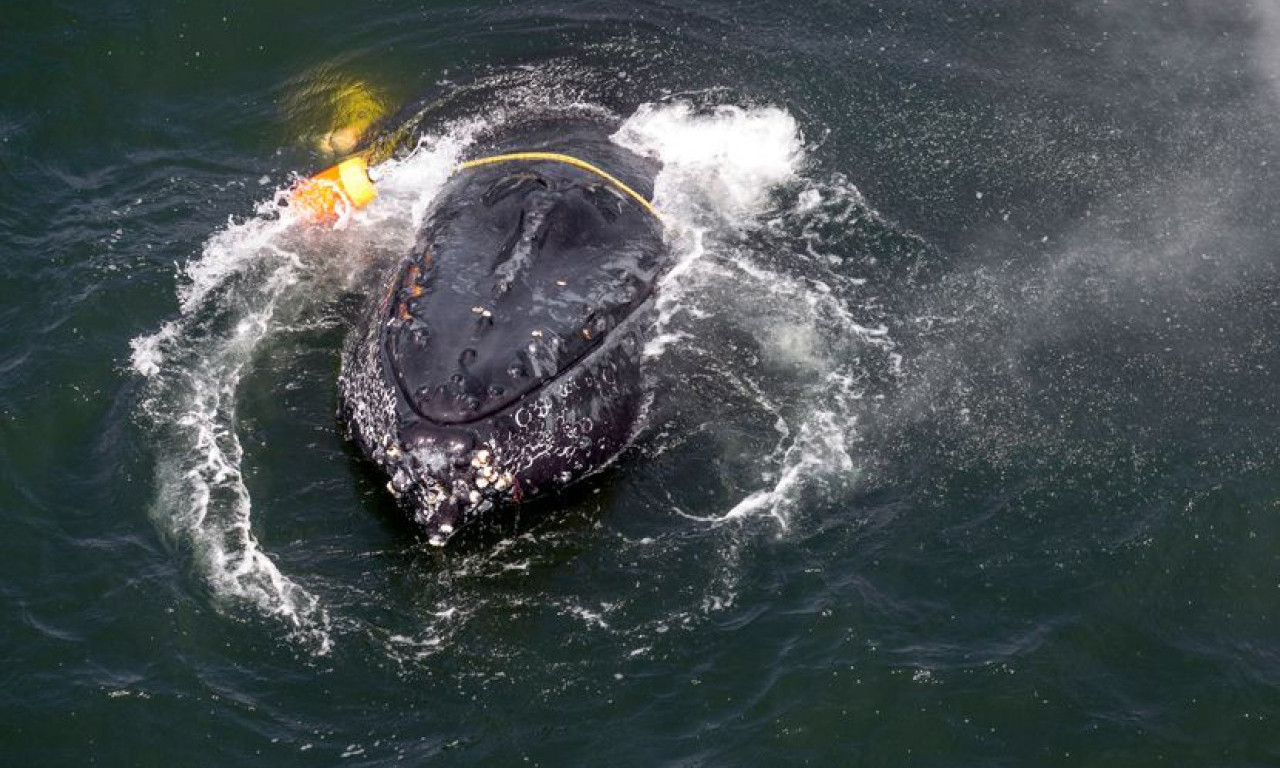 JEZIV PRIZOR NA JADRANU: Ribar pronašao raspadnutu "beštiju" od 6 metara! Isplivalo telo ogromnog morskog stvorenja (FOTO+VIDEO)