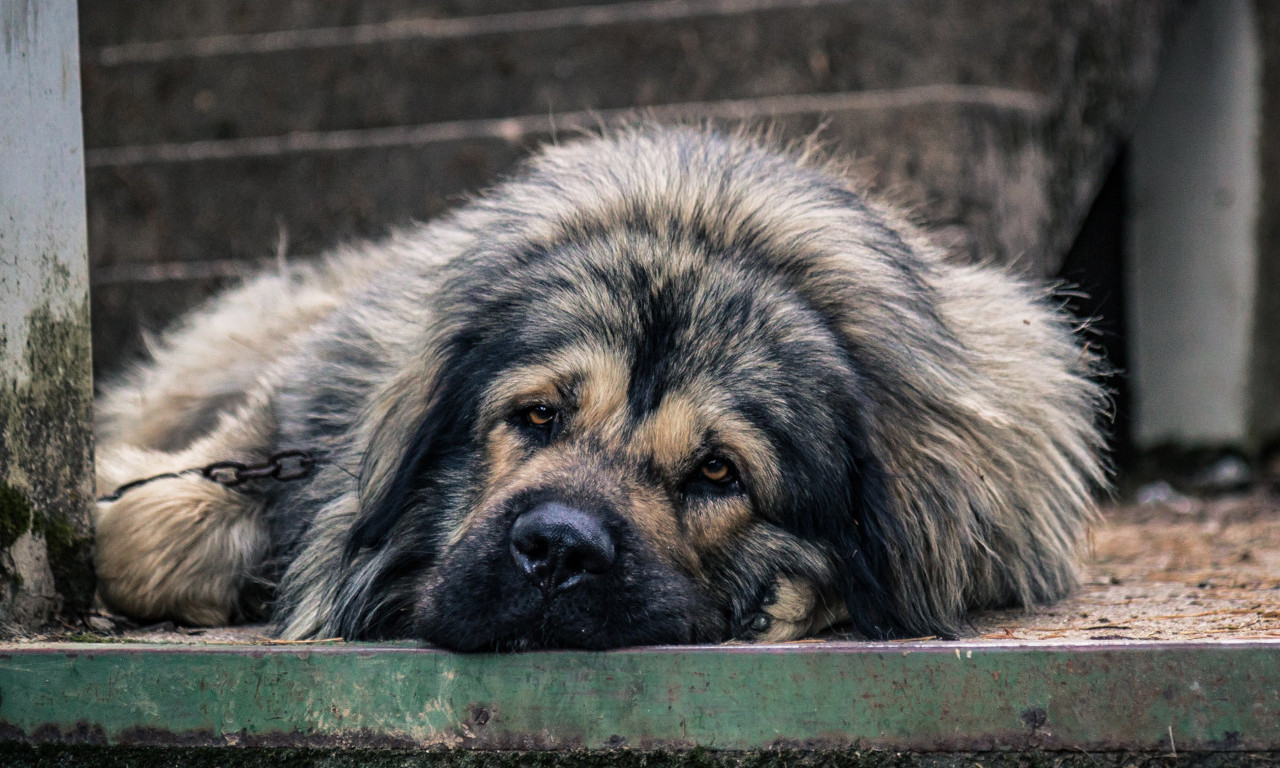Nije TREPNULA: Šarplaninac ujeo DEČAKA u školskom dvorištu na KARABURMI, vlasnica psa POBEGLA