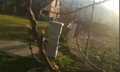 ZIMA ne prestaje da nas IZNENAĐUJE: Procvetala i KAJSIJA usred januara