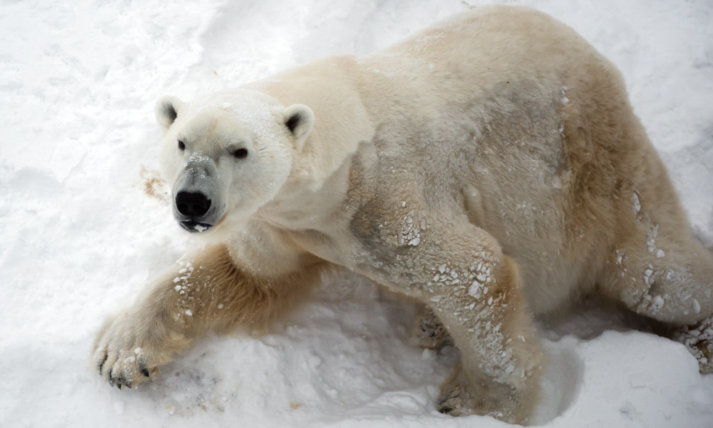 Umesto na LED, došao do SELA: Polarni medved USMRTIO majku i sina na Aljasci