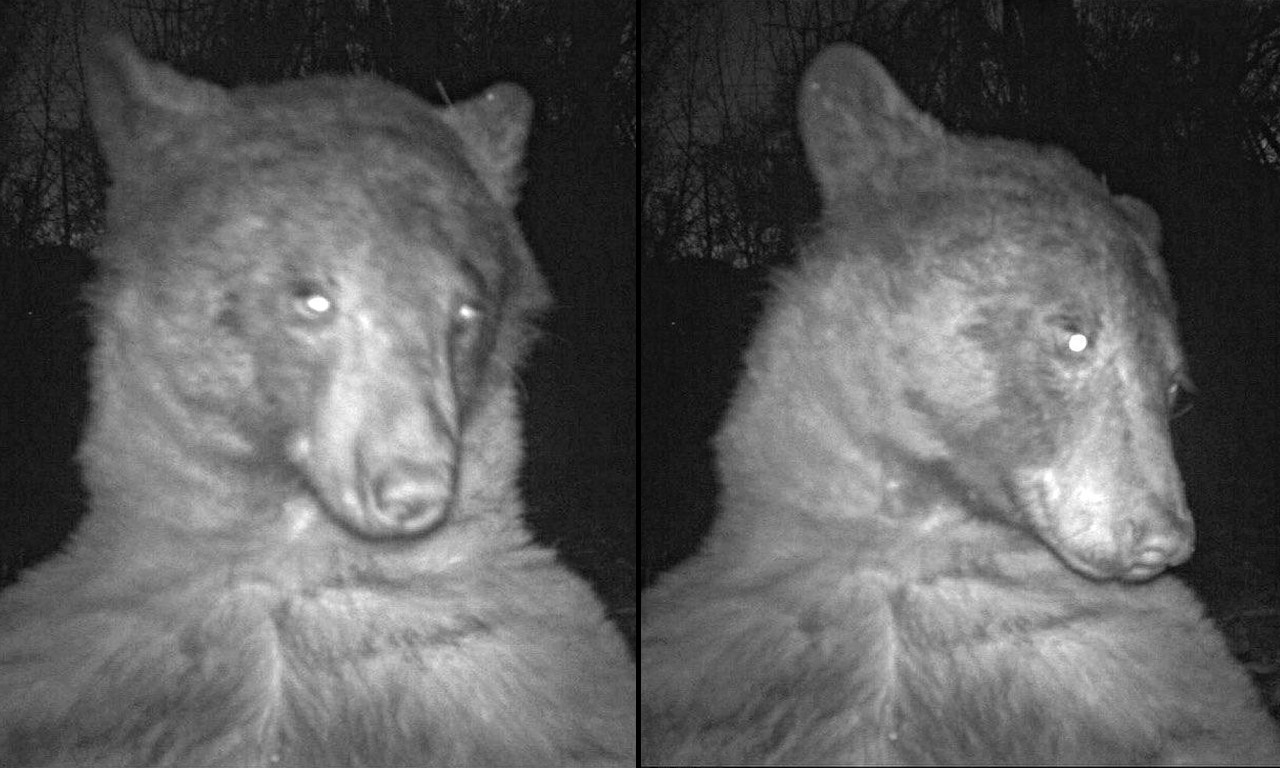 SELFI MEDA je hit na netu: Polarni MEDVED se našao na ćak 400 FOTOGRAFIJA snimljenih kamerom za divlje životinje