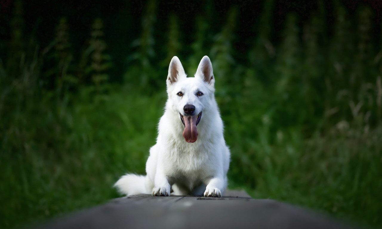 POVRATAK PASMINE koju je Hitler zabranio: Evo zašto je ŠVAJCARSKI BELI OVČAR bio ISTREBLJEN U EVROPI
