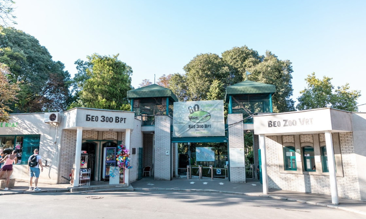 BEOGRADSKI ZOOLOŠKI VRT DOBIO NOVOG LJUBIMCA Mladunče izazvalo oduševljenje posetilaca (VIDEO)