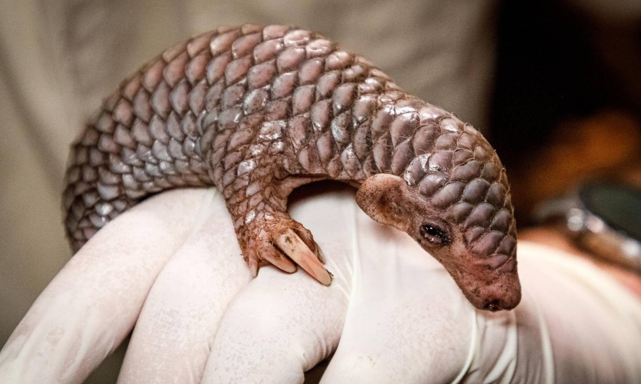 U Aziji ih JEDU, u Evropi ČUVAJU: U zoološkom vrtu rođeno EGZOTIČNO mladunče